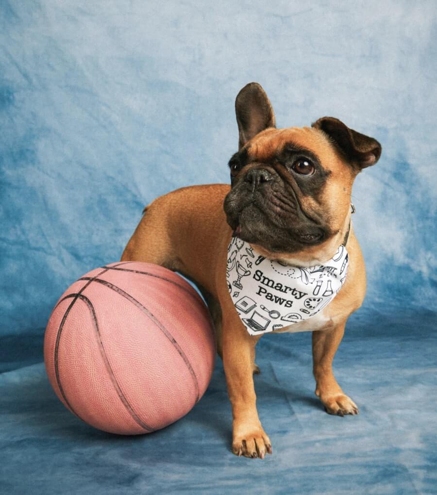 Custom Pet Gifts Steps Custom Products 55